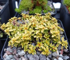 Thymus 'Andersons Gold' - 8cm pot 